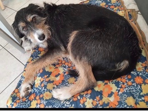 Adotta un cane, taglia media, maschio, Verona