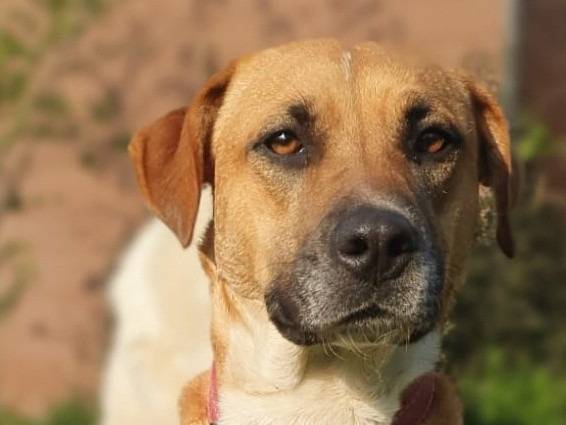 Adozione cane, femmina, Razza sconosciuta Razza sconosciuta, 1 anno e 4 mesi, taglia media, Roma