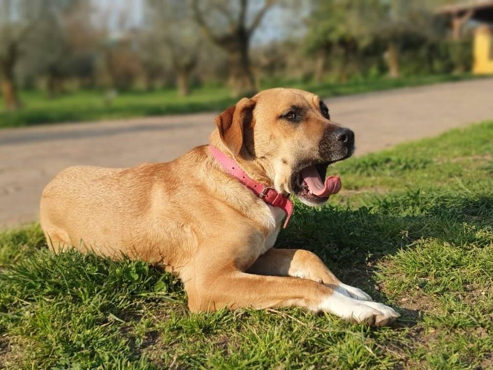 Adotta un cane, taglia media, femmina, Roma