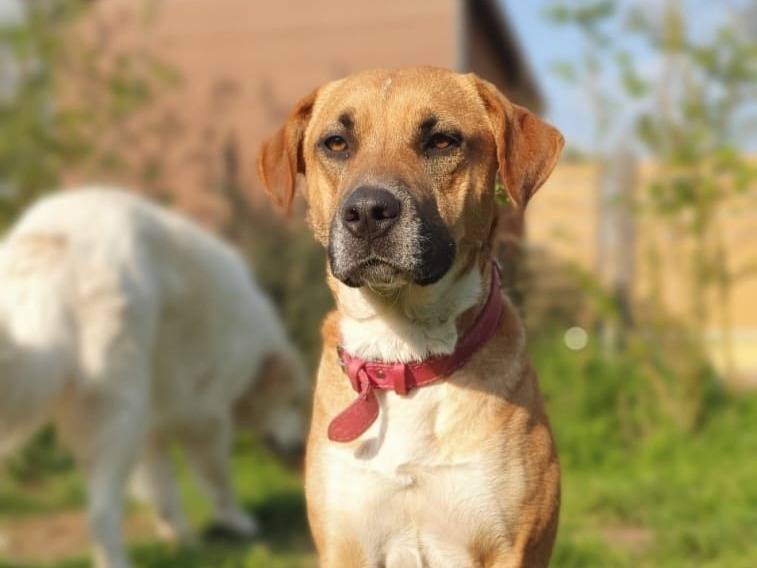 Vuoi adottare un cane a Roma?