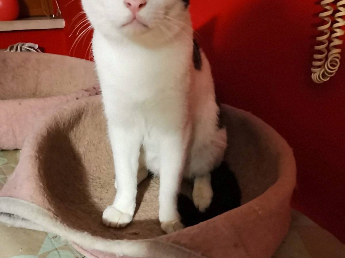 Adozione gatto, maschio, Razza sconosciuta Razza sconosciuta, 10 mesi, taglia non valida, Crotone