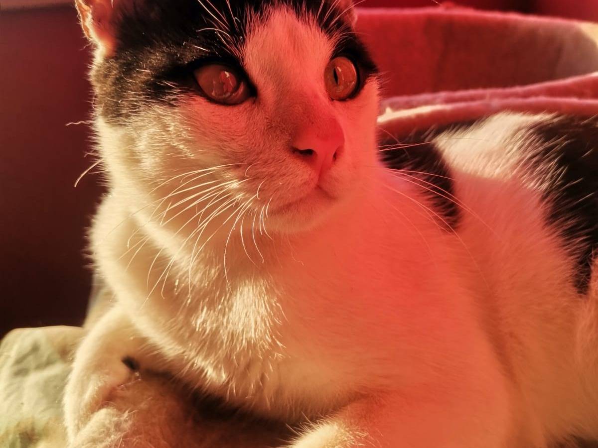 Adotta un gatto, maschio, 10 mesi, Crotone