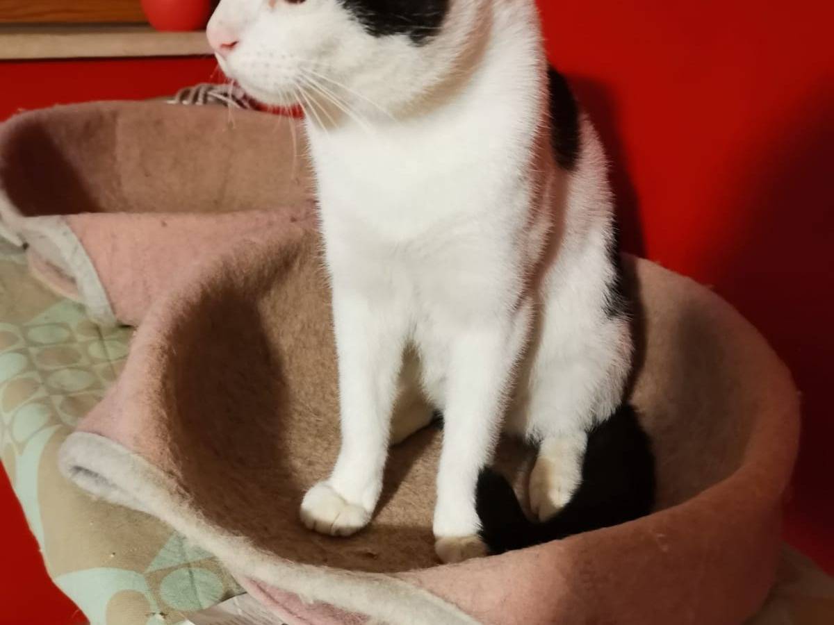 Adotta un gatto, taglia non valida, maschio, Crotone