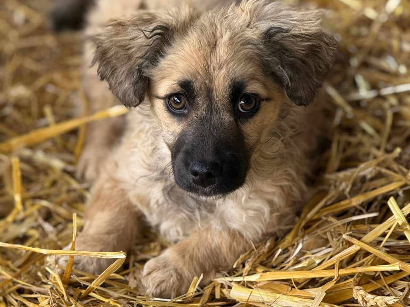 Adozione cane, femmina, Razza sconosciuta Razza sconosciuta, 2 mesi, taglia piccola, Firenze