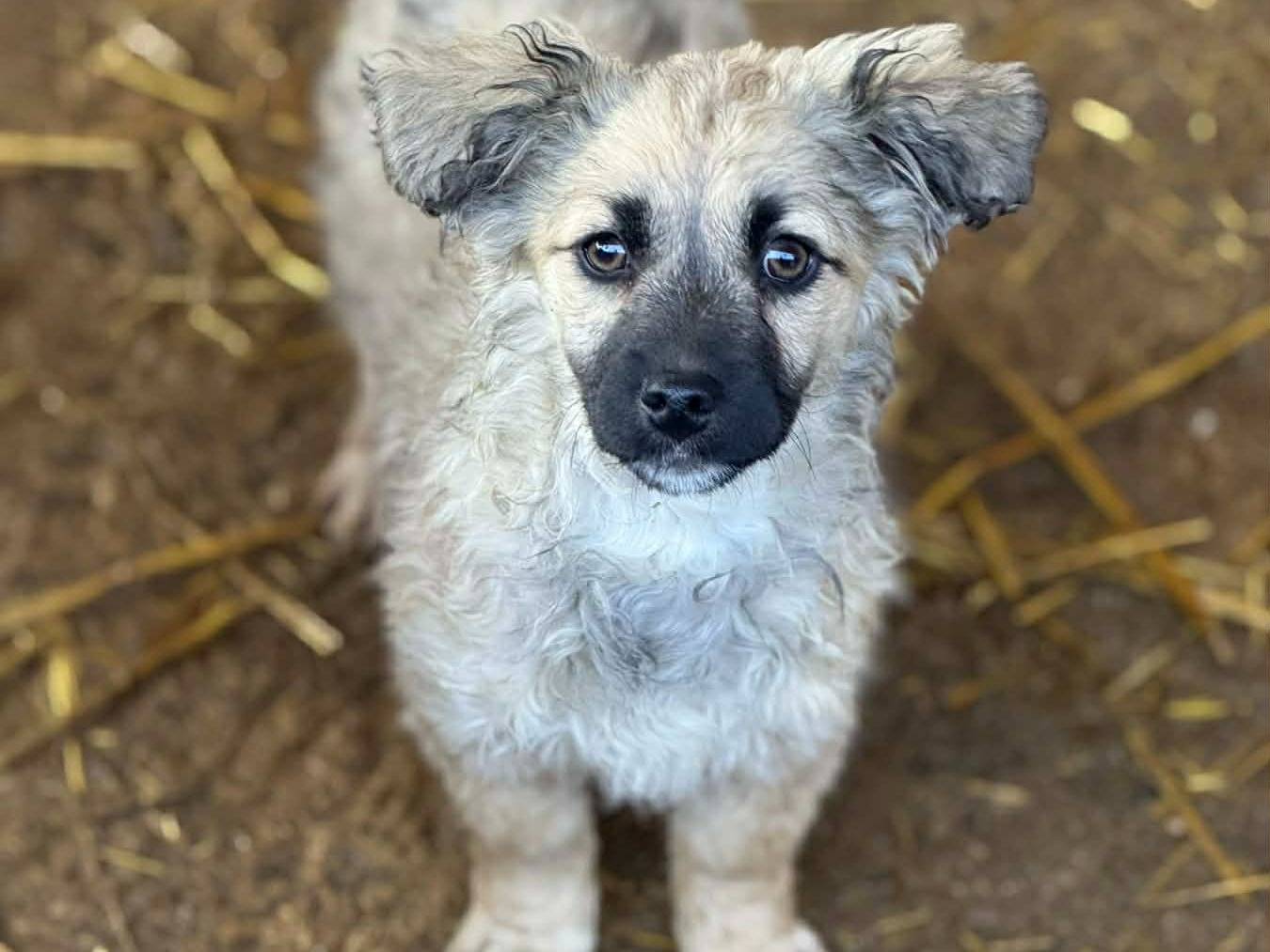 Adotta un cane, femmina, 2 mesi, Firenze