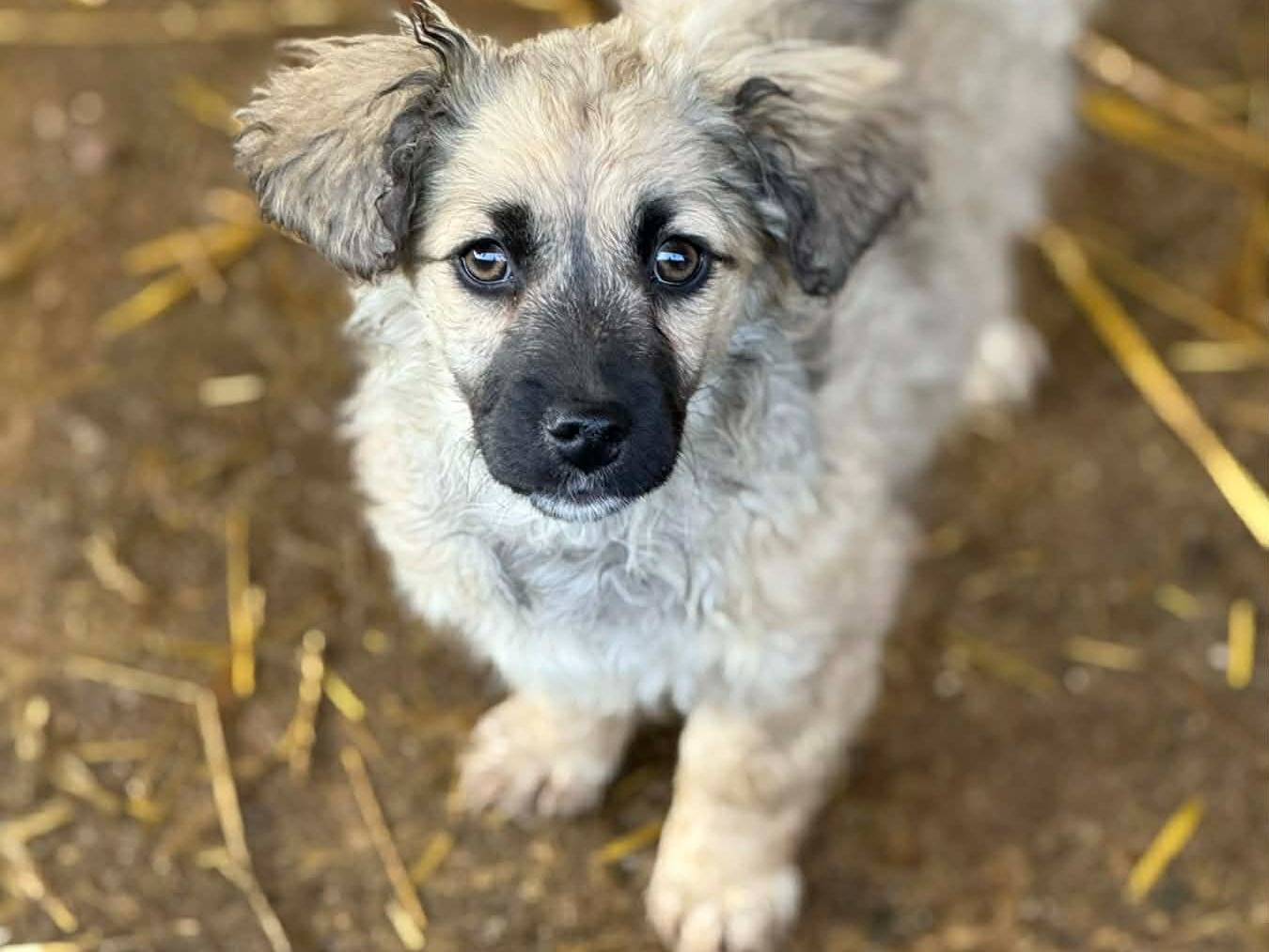 Adotta un cane, taglia piccola, femmina, Firenze