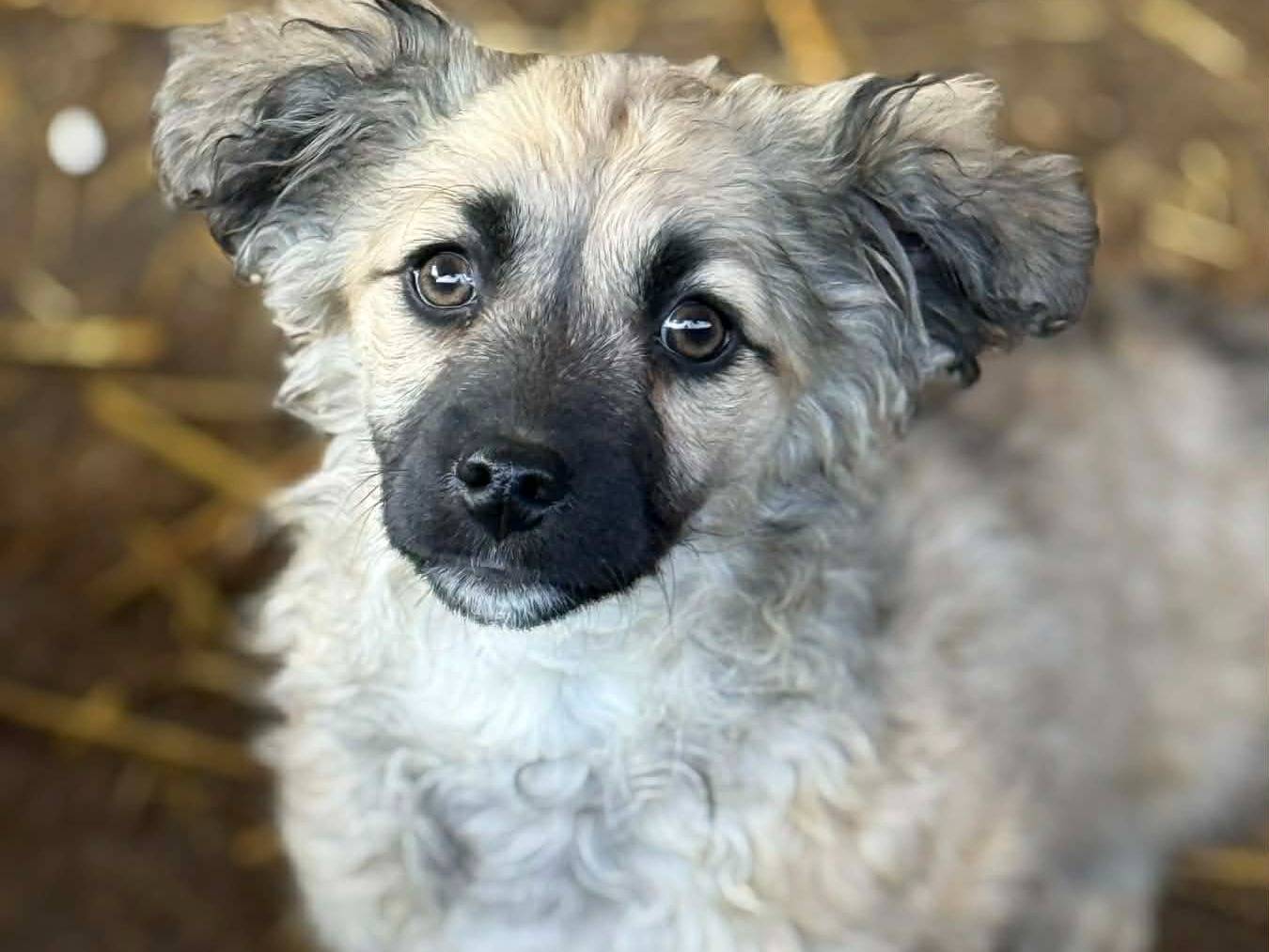 Vuoi adottare un cane a Firenze?