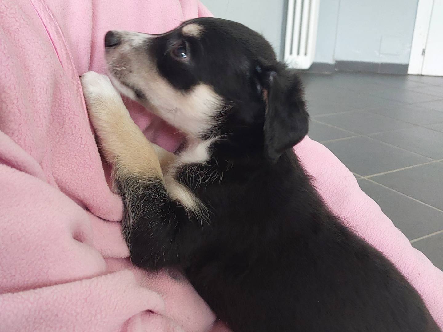 Adozione cane, maschio, Razza sconosciuta Razza sconosciuta, 1 mesi, taglia media, Torino