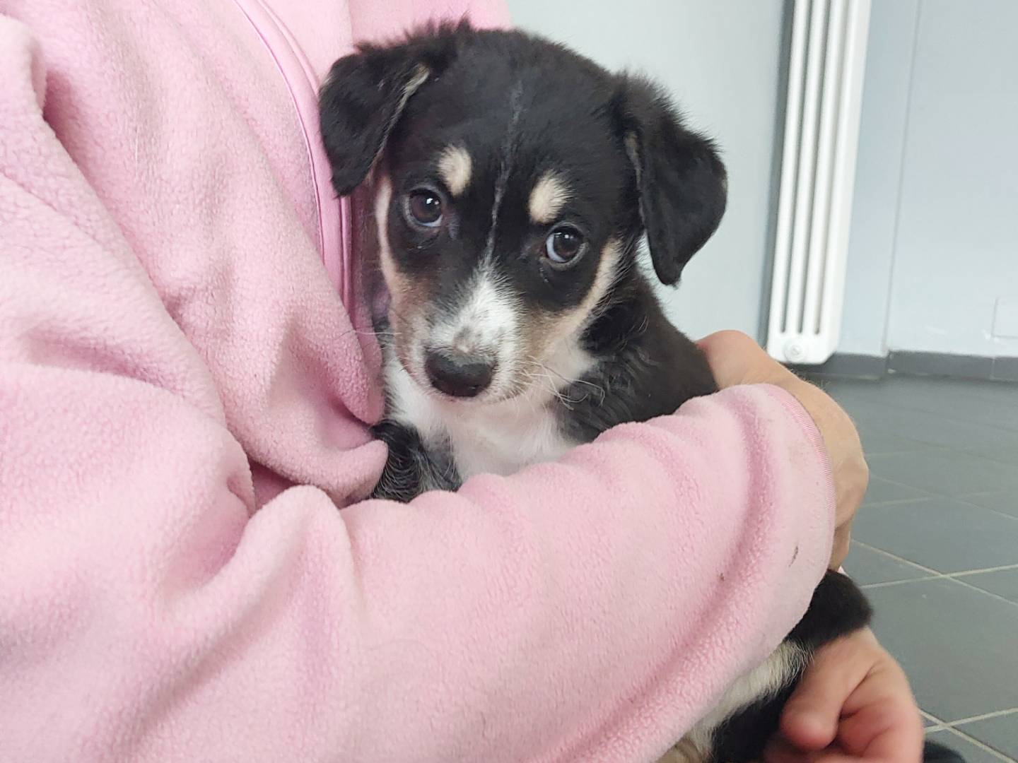 Adotta un cane, maschio, 1 mesi, Torino