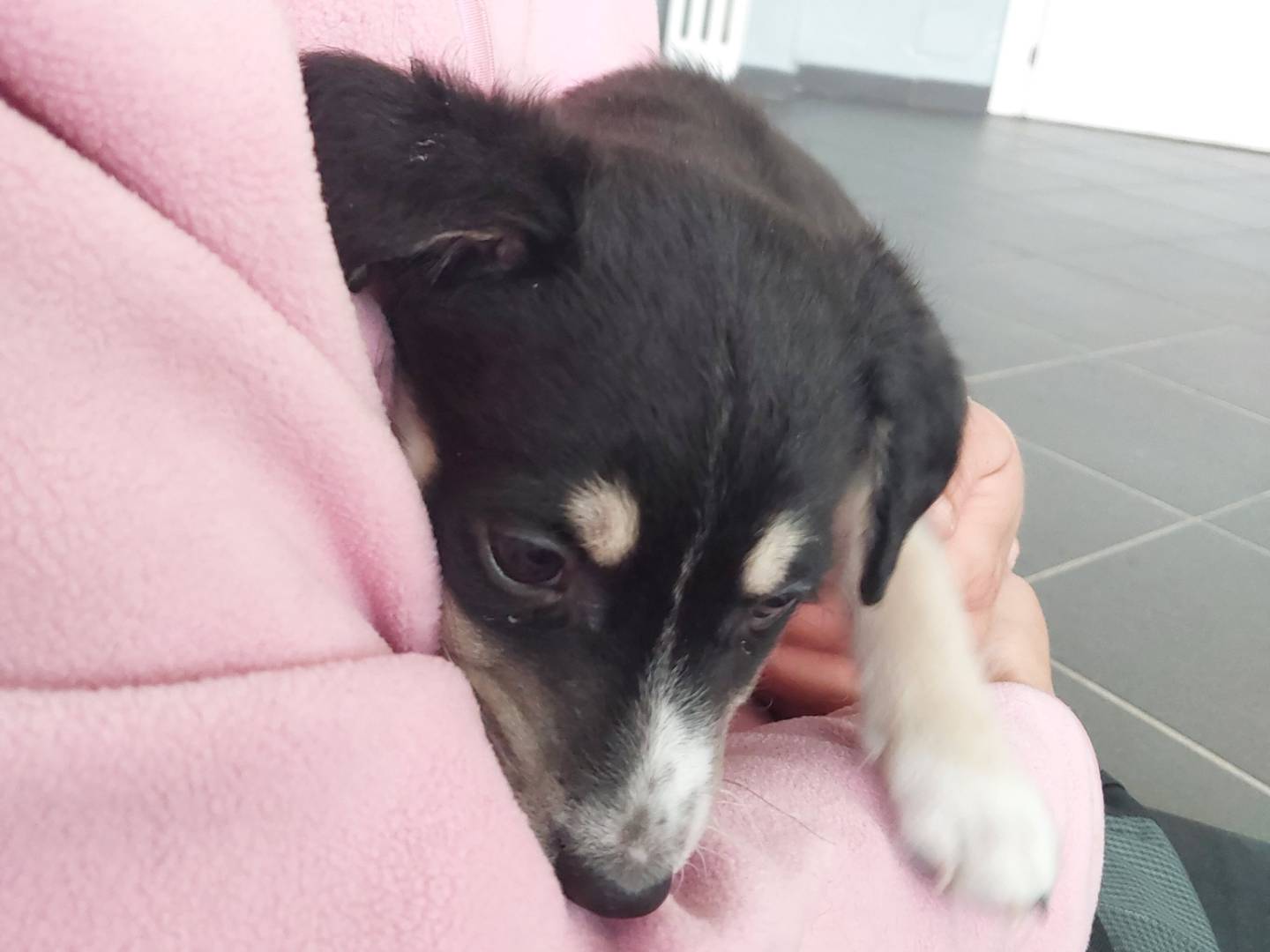 Adotta un cane, taglia media, maschio, Torino