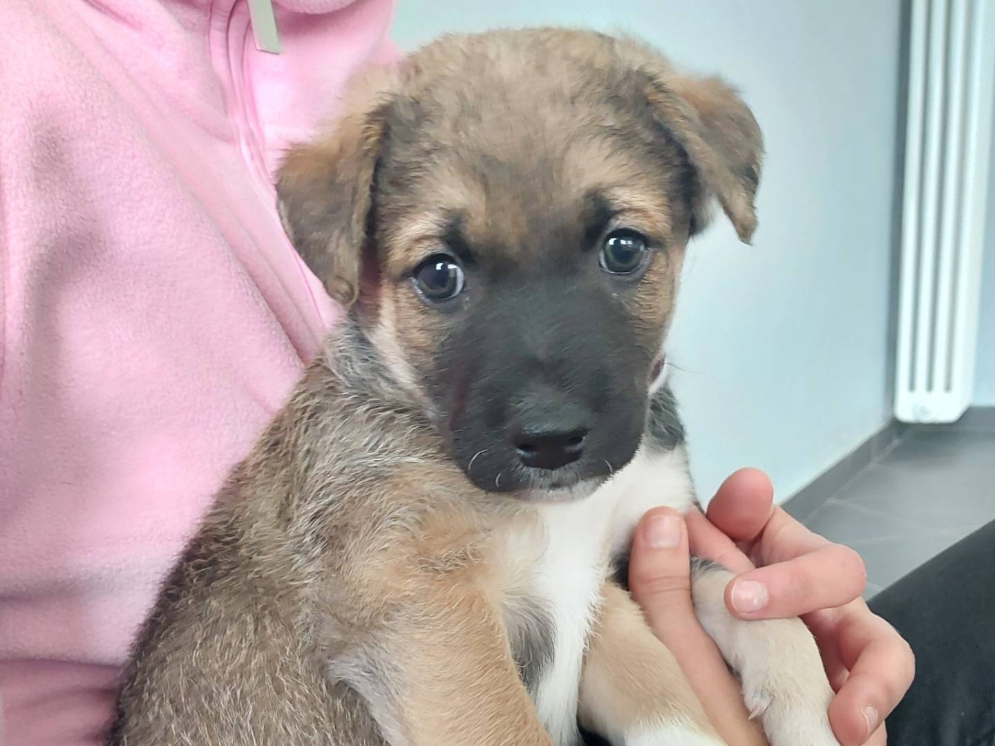 Adotta un cane, maschio, 1 mesi, Torino