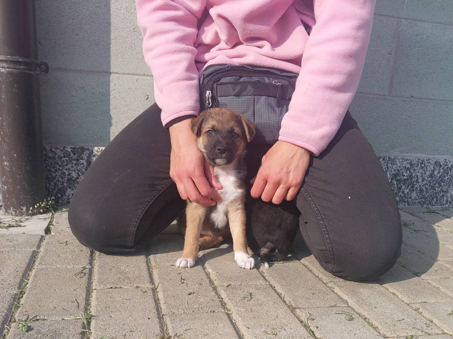 Adotta un cane, taglia media, maschio, Torino