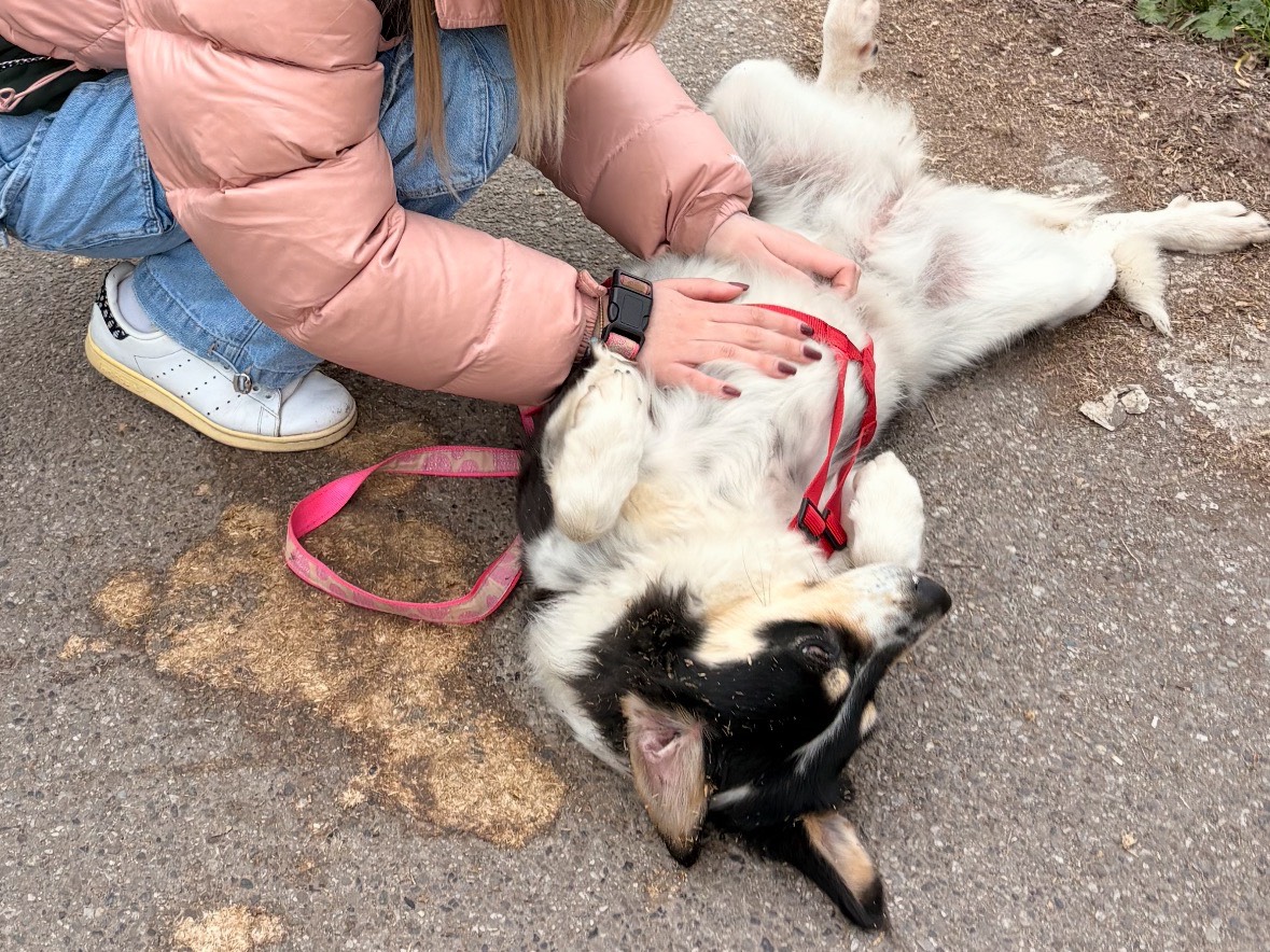 Adozione cane, femmina, Border Collie Razza sconosciuta, 2 anni e 1 mese, taglia media, Milano