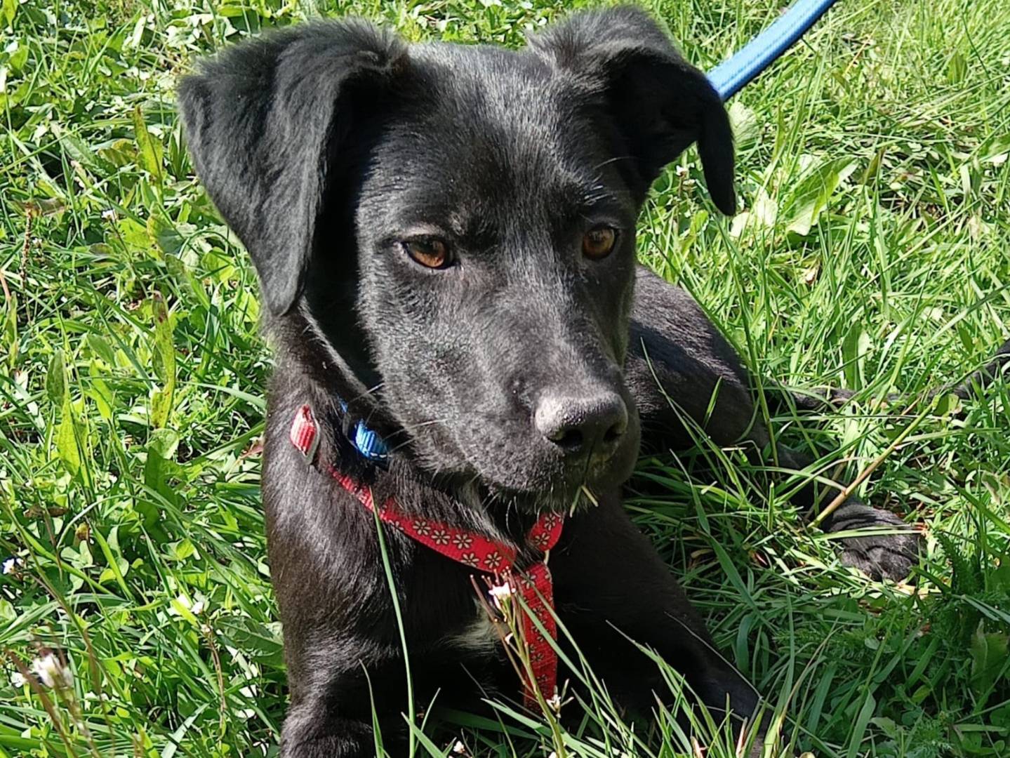 Adozione cane, maschio, Razza sconosciuta Razza sconosciuta, 4 mesi, taglia media contenuta, Savona