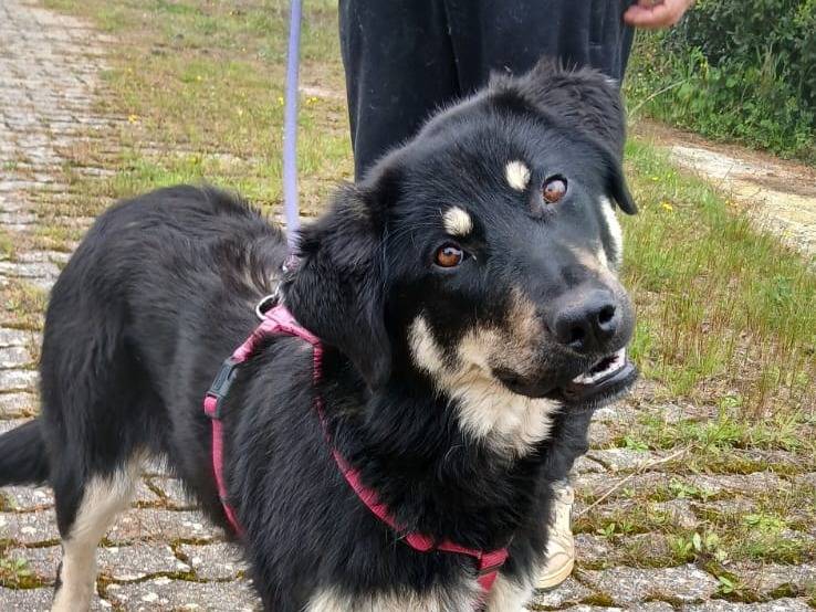 Adozione cane, femmina, Pastore tedesco Razza sconosciuta, 10 mesi, taglia media, Bari