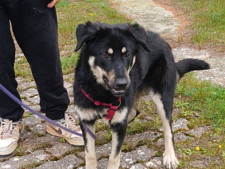 Adotta un cane, femmina, 10 mesi, Bari