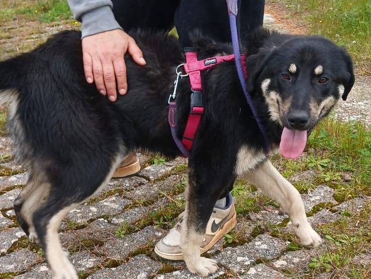 Adotta un cane, taglia media, femmina, Bari