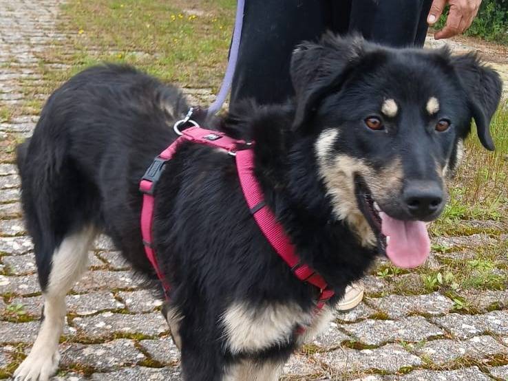 Vuoi adottare un cane a Bari?