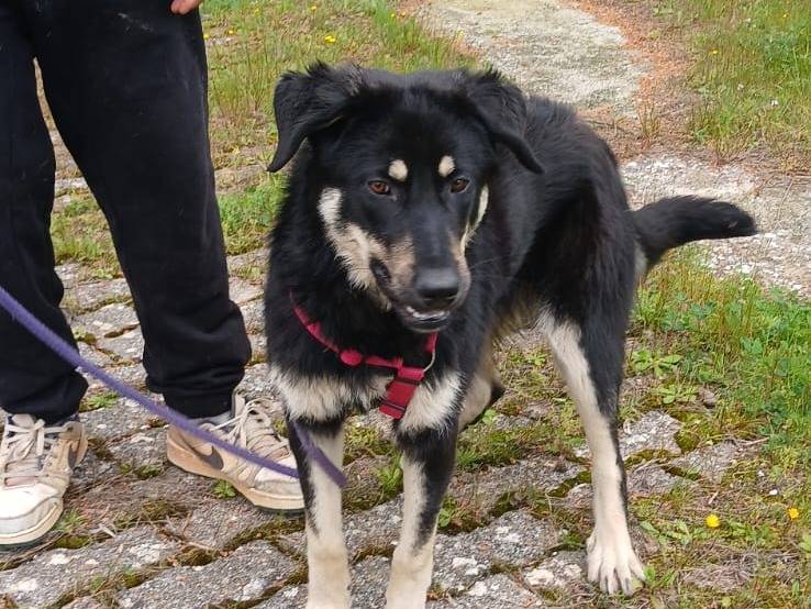 Adotta il cane Eva a Bari