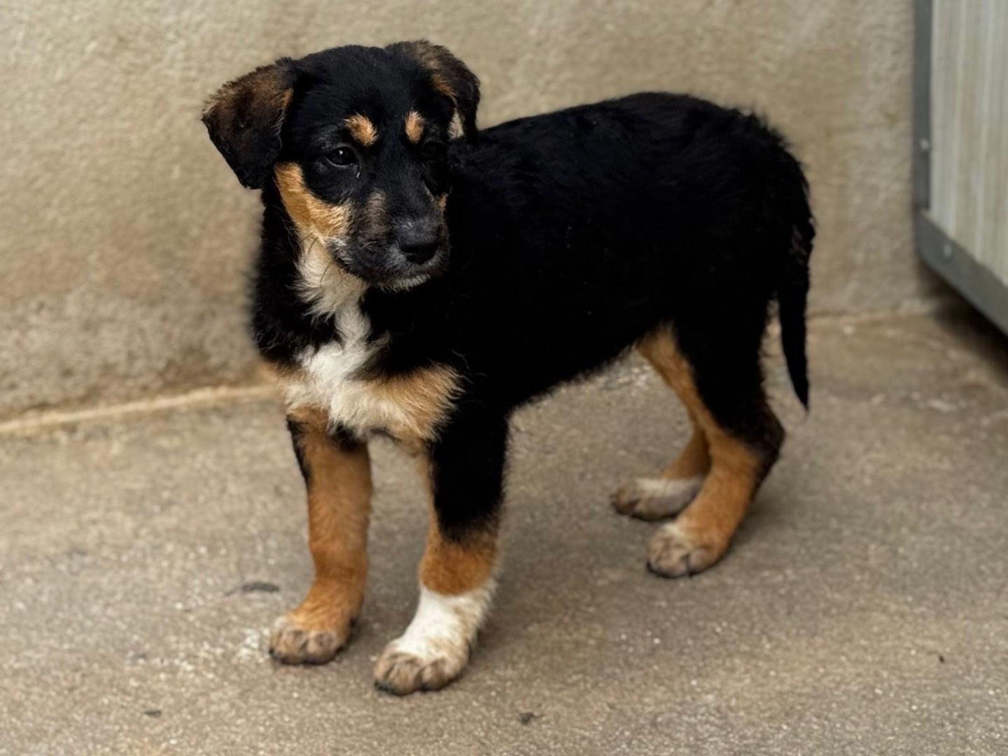 Adozione cane, femmina, Border Collie Pastore maremmano, 2 mesi, taglia media, Salerno