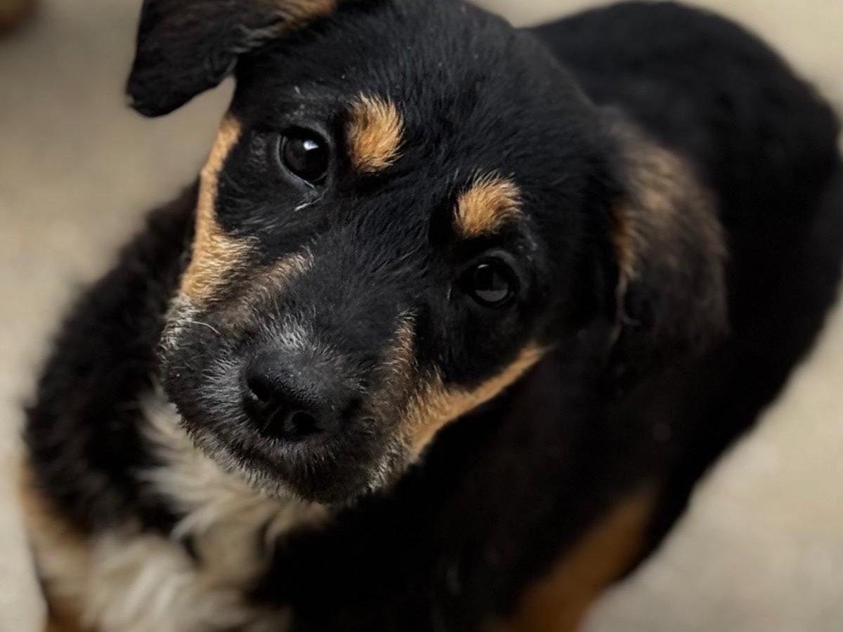 Adotta un cane, femmina, 2 mesi, Salerno