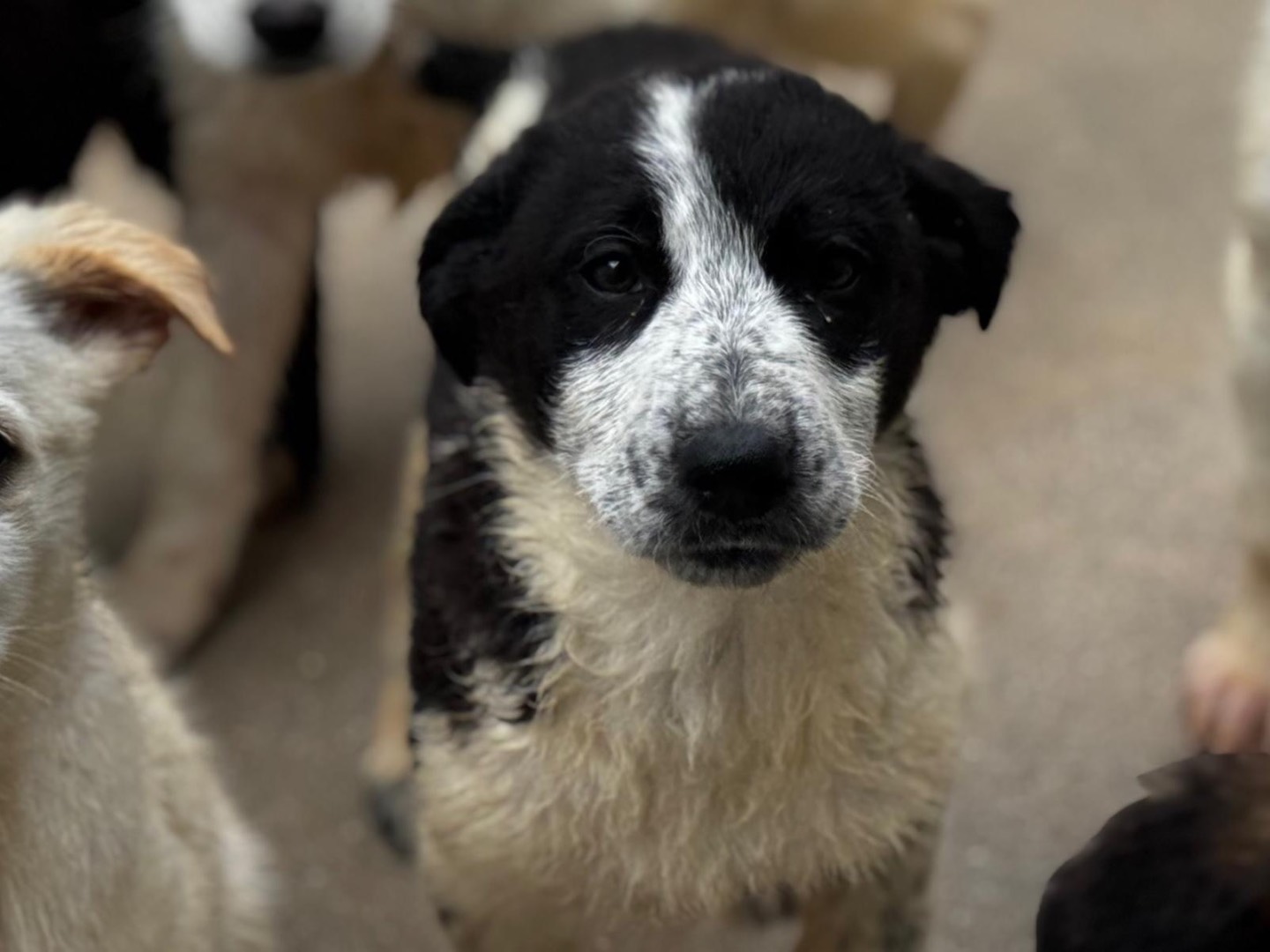 Adozione cane, femmina, Razza sconosciuta Razza sconosciuta, 2 mesi, taglia grande, Salerno