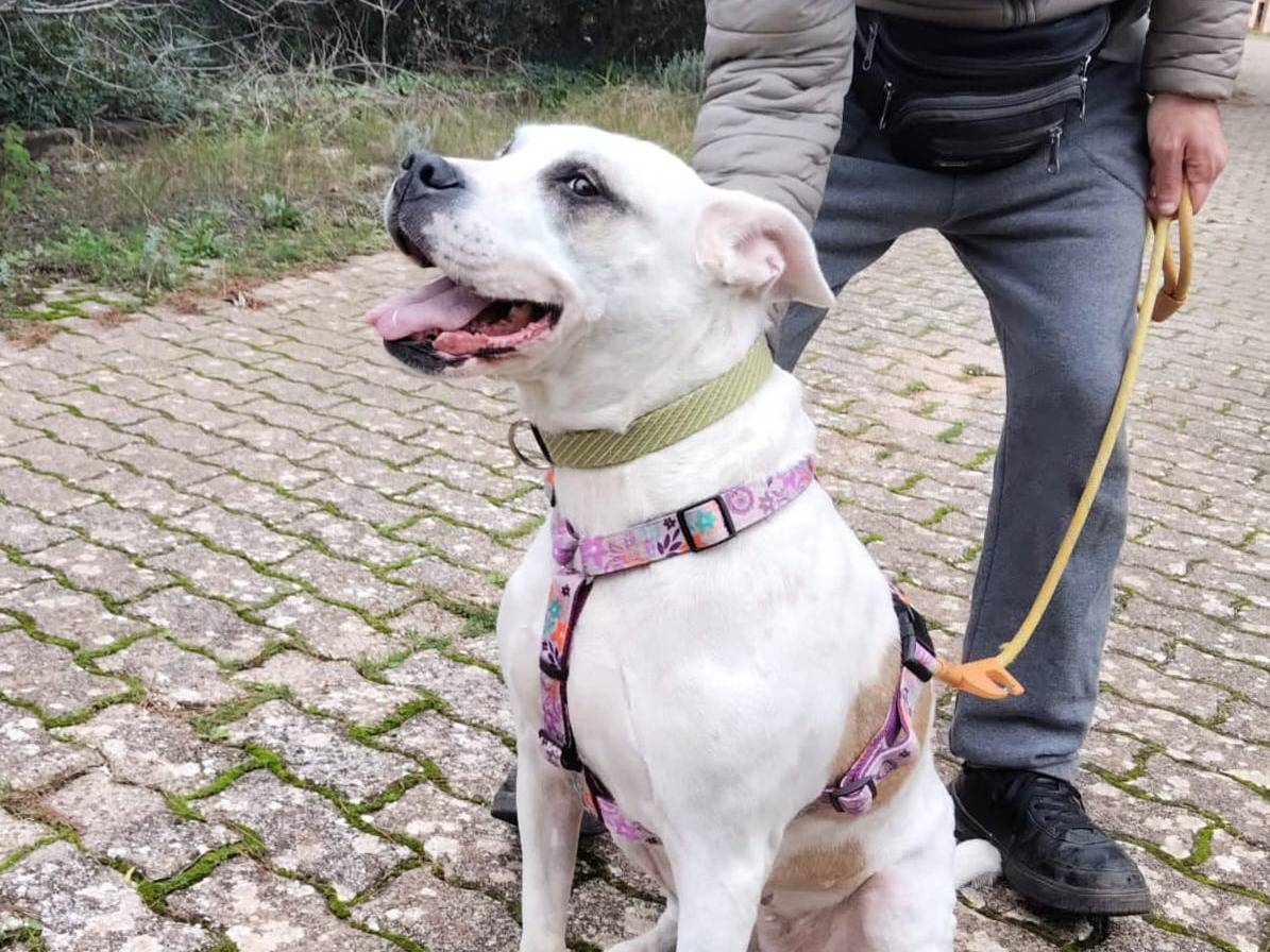Adotta un cane, taglia grande, femmina, Bari