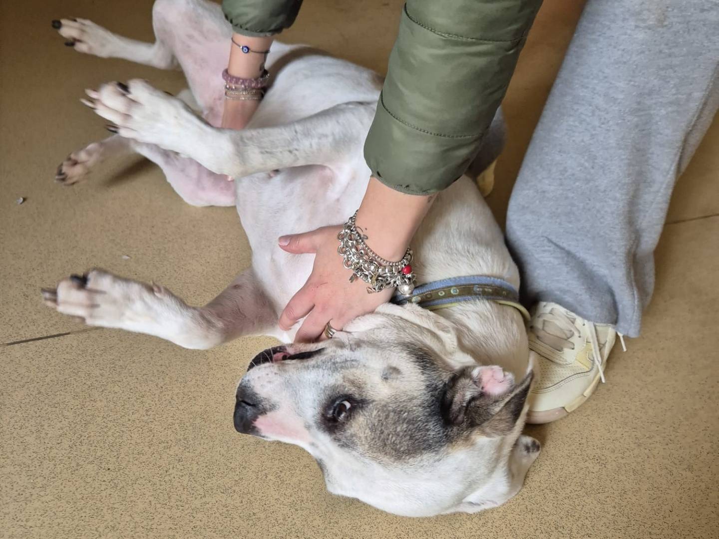 Vuoi adottare un cane a Bari?