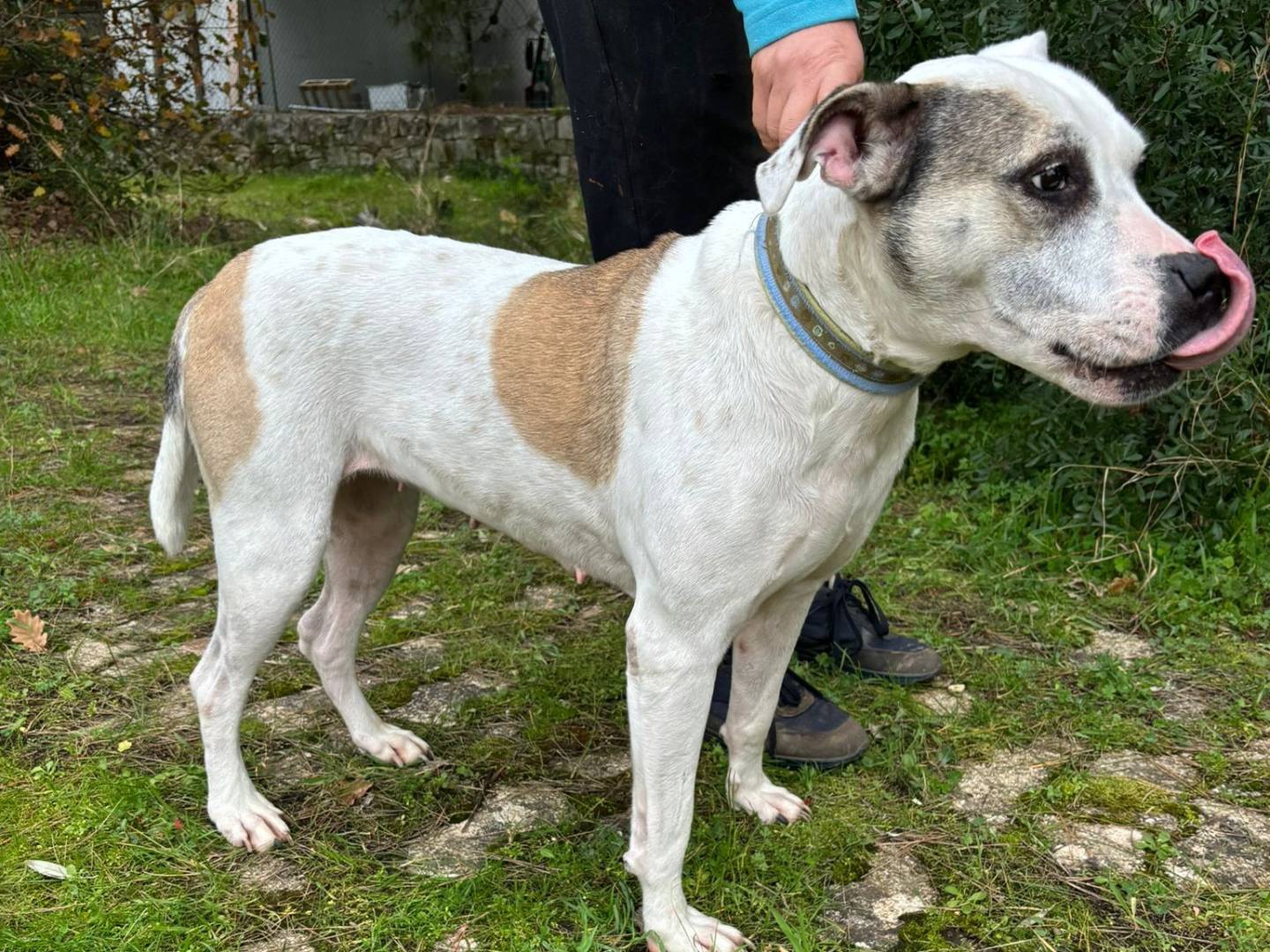 Adotta il cane Shila a Bari