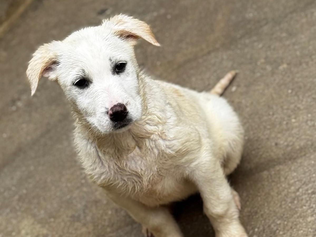 Adozione cane, femmina, Razza sconosciuta Razza sconosciuta, 2 mesi, taglia grande, Salerno