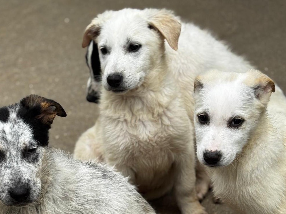 Adotta un cane, femmina, 2 mesi, Salerno