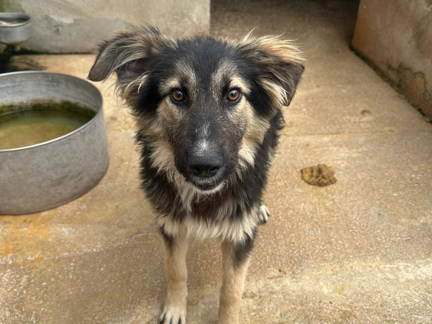 Adozione cane, maschio, Pastore tedesco Razza sconosciuta, 4 mesi, taglia media, Avellino