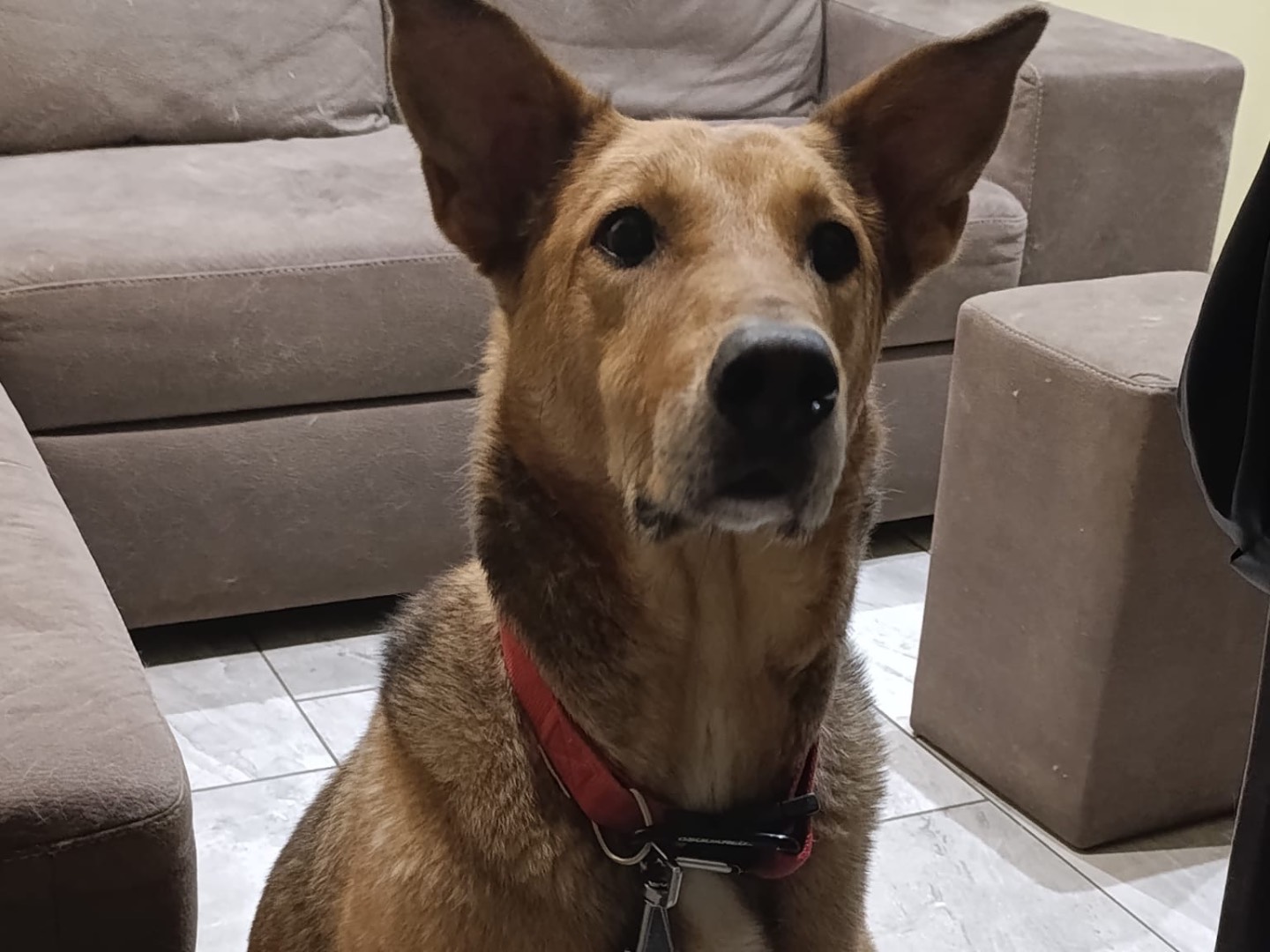 Adozione cane, maschio, Pastore Belga Laekenois Razza sconosciuta, 5 anni e 11 mesi, taglia media, Bergamo