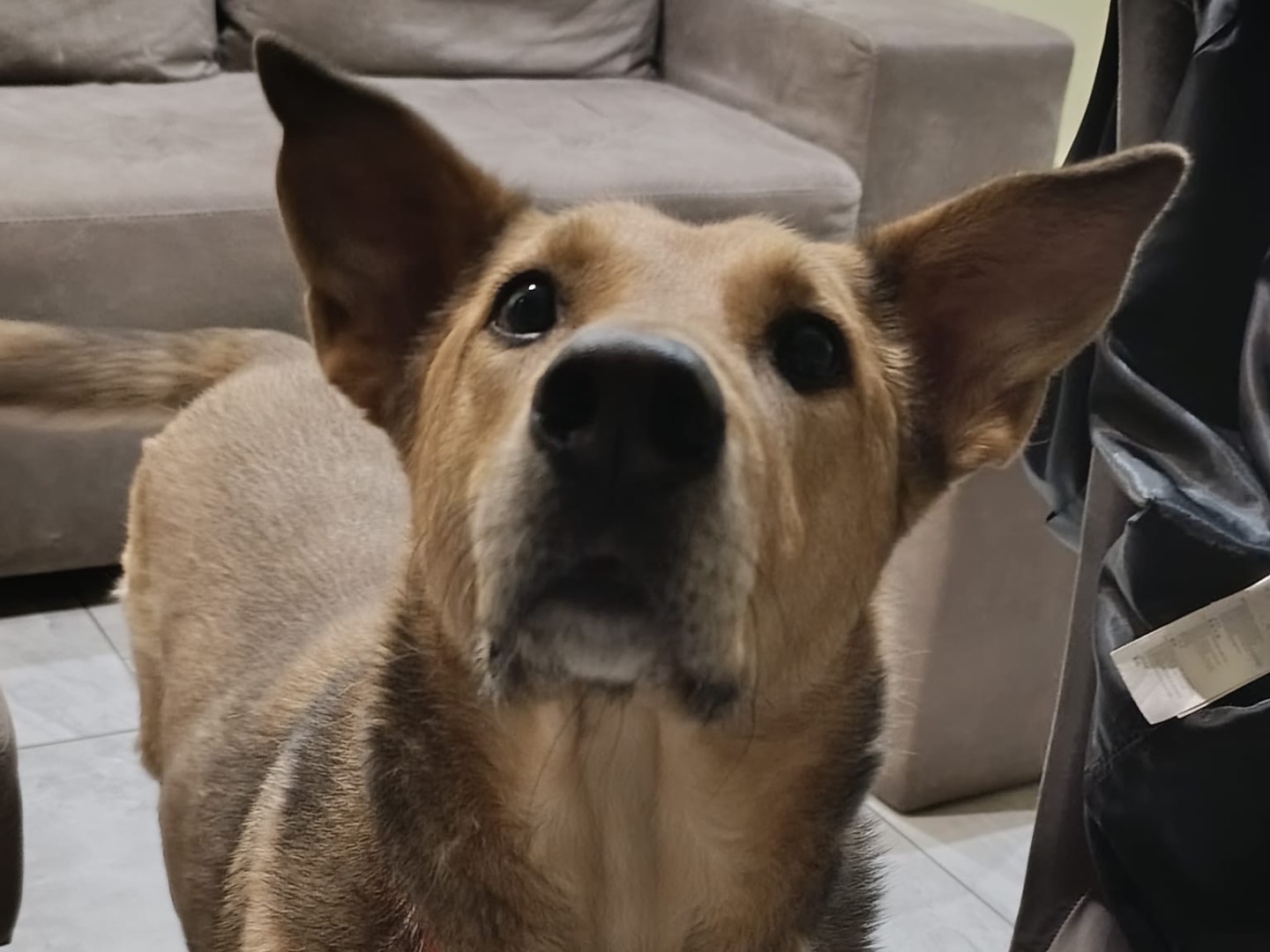 Adotta un cane, maschio, 5 anni e 11 mesi, Bergamo