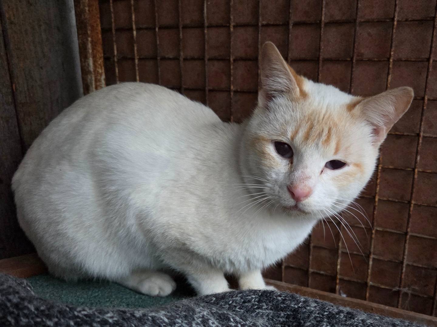 Vuoi adottare un gatto a Parma?