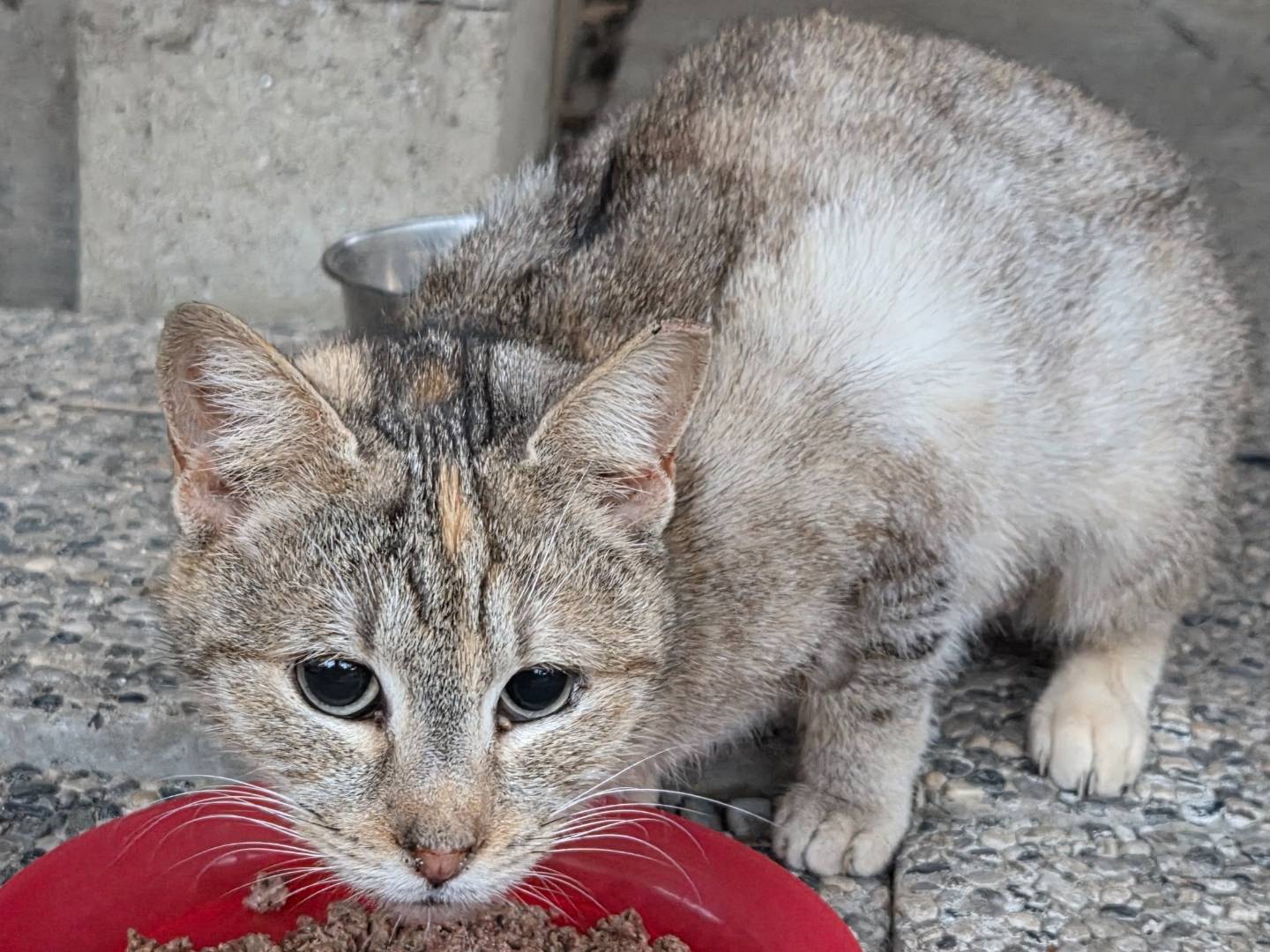 Adozione gatto, femmina, Razza sconosciuta Razza sconosciuta, 1 anno, taglia non valida, Parma
