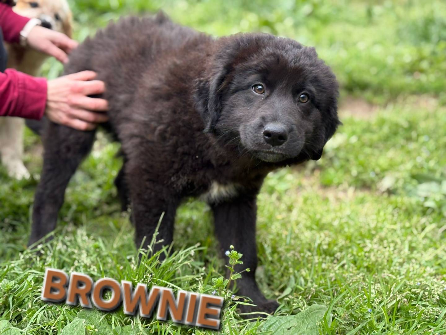 Adozione cane, maschio, Razza sconosciuta Razza sconosciuta, 3 mesi, taglia grande, Varese