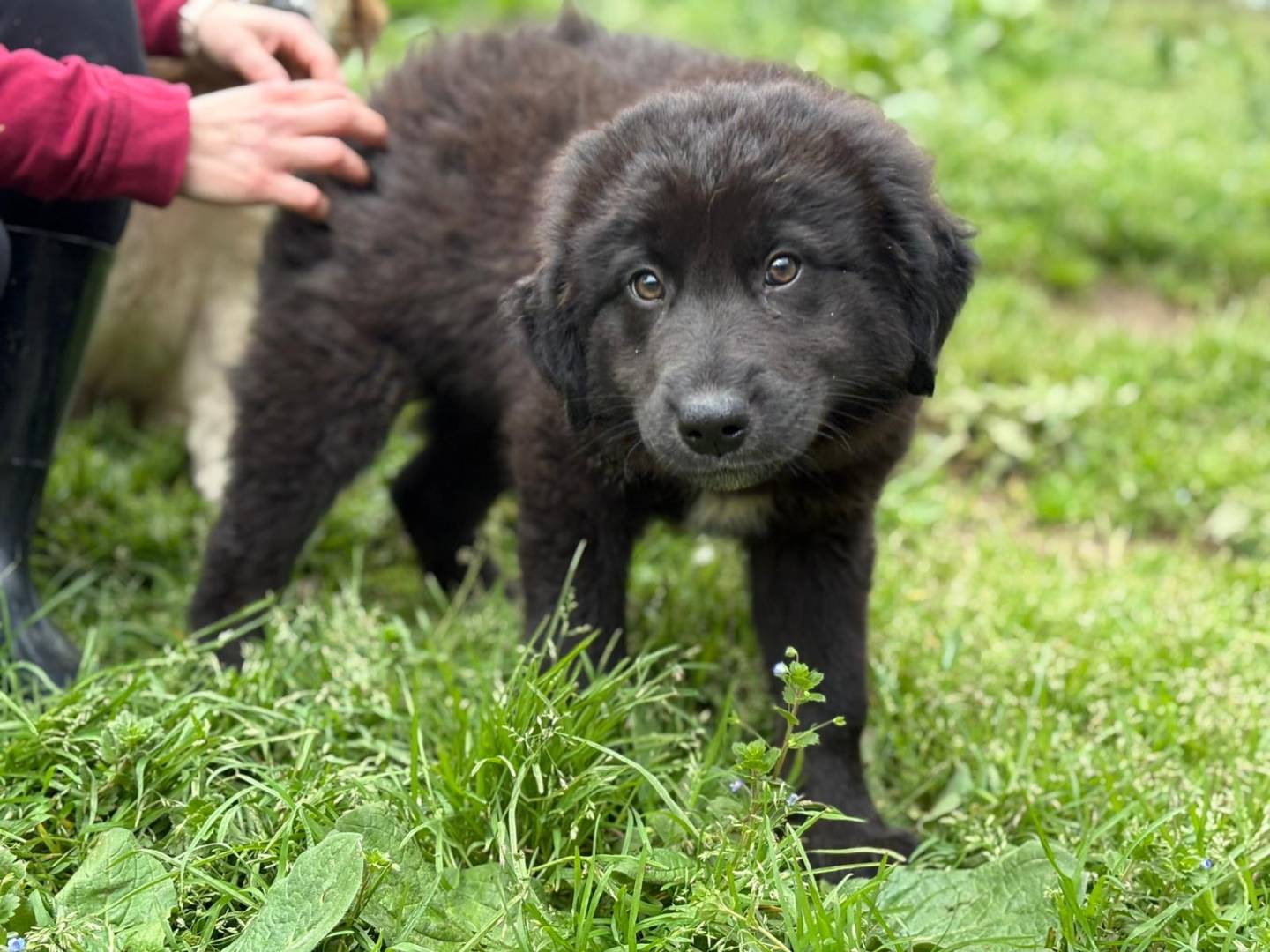 Adotta un cane, maschio, 3 mesi, Varese