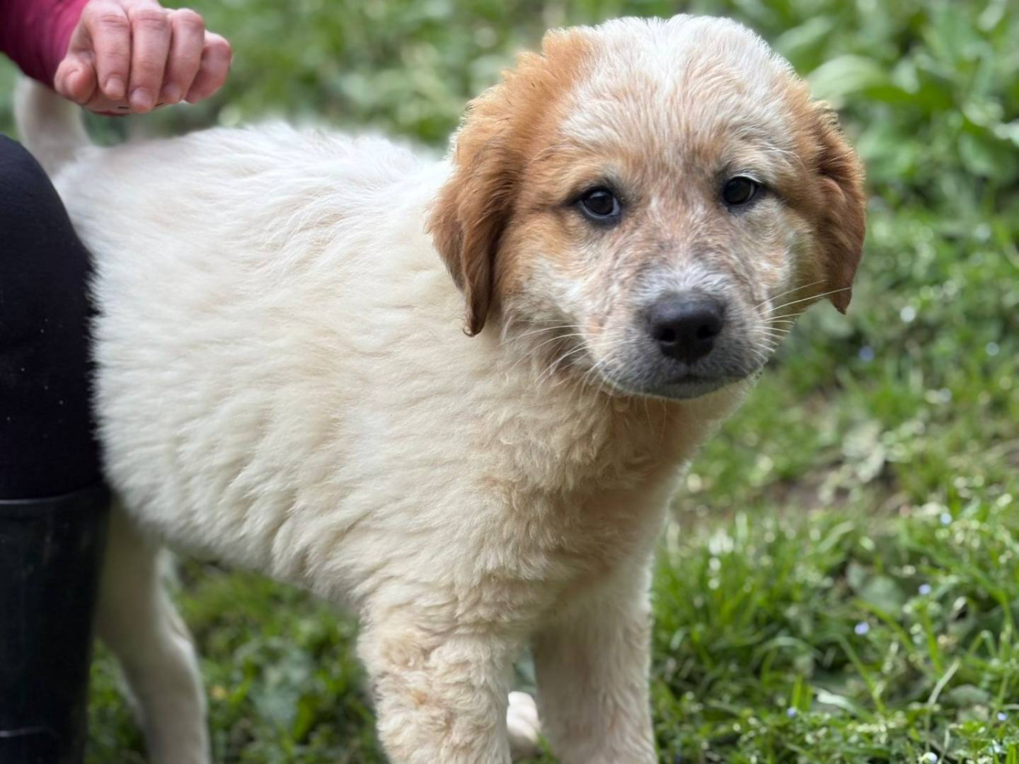 Adozione cane, maschio, Razza sconosciuta Razza sconosciuta, 3 mesi, taglia grande, Varese