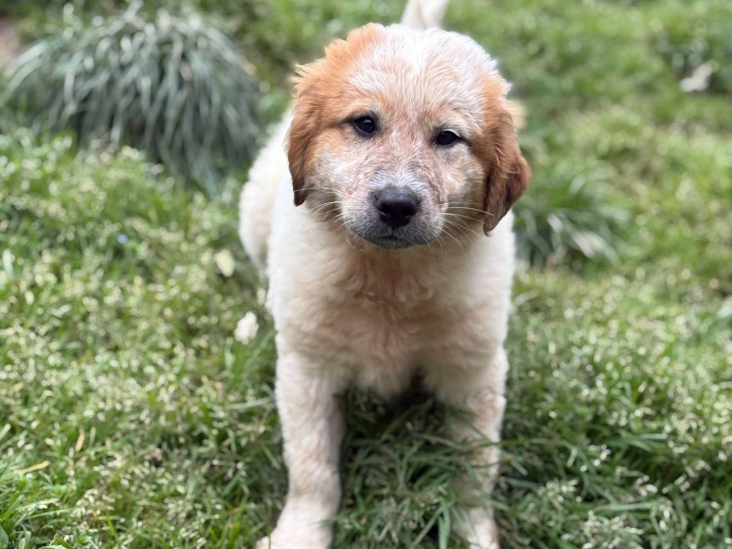 Adotta un cane, maschio, 3 mesi, Varese