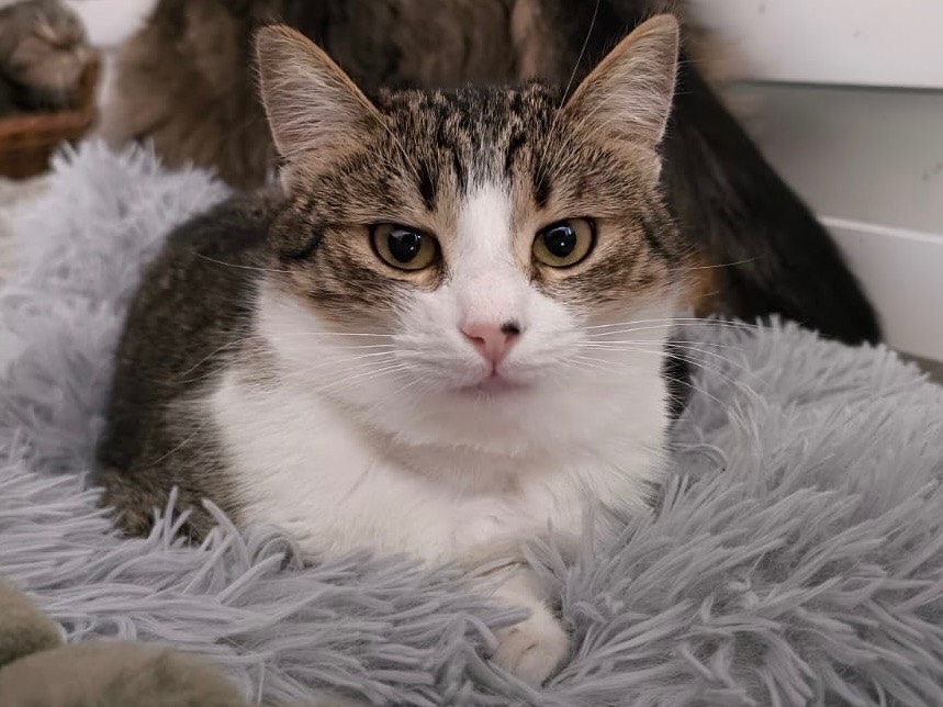 Adotta un gatto, taglia non valida, femmina, Bari