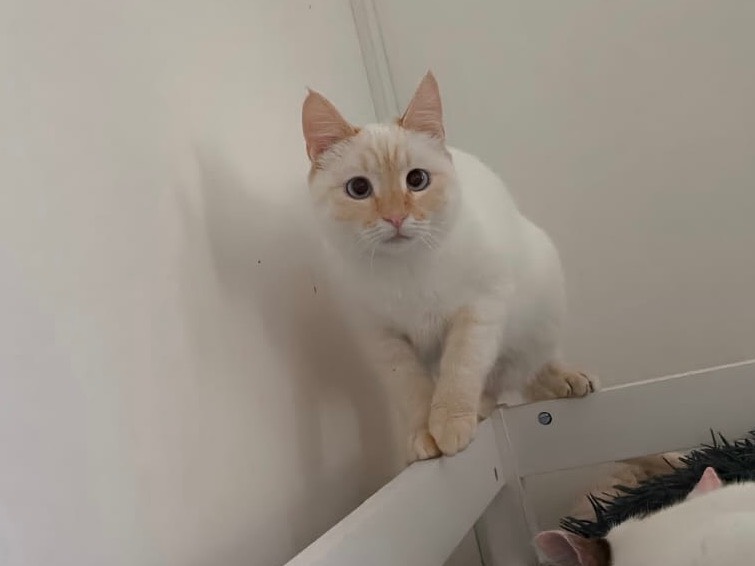 Adozione gatto, femmina, Razza sconosciuta Razza sconosciuta, 5 mesi, taglia non valida, Bari