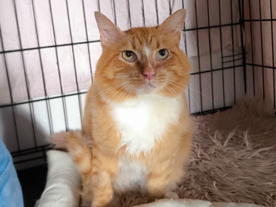 Adozione gatto, maschio, Razza sconosciuta Razza sconosciuta, 6 mesi, taglia non valida, Bari