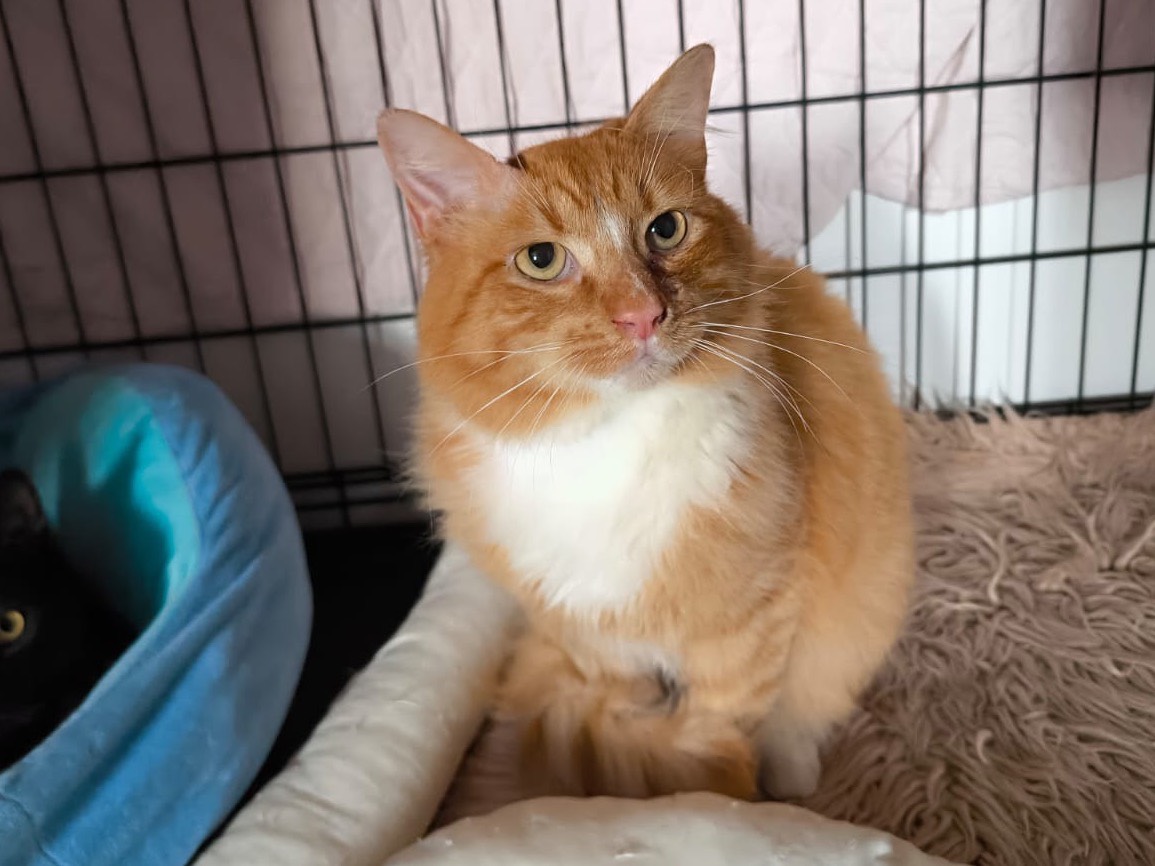 Adotta un gatto, maschio, 6 mesi, Bari