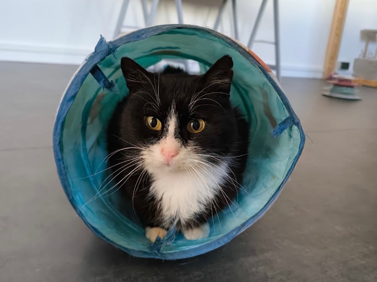 Adozione gatto, maschio, Razza sconosciuta Razza sconosciuta, 9 anni e 11 mesi, taglia non valida, Bari