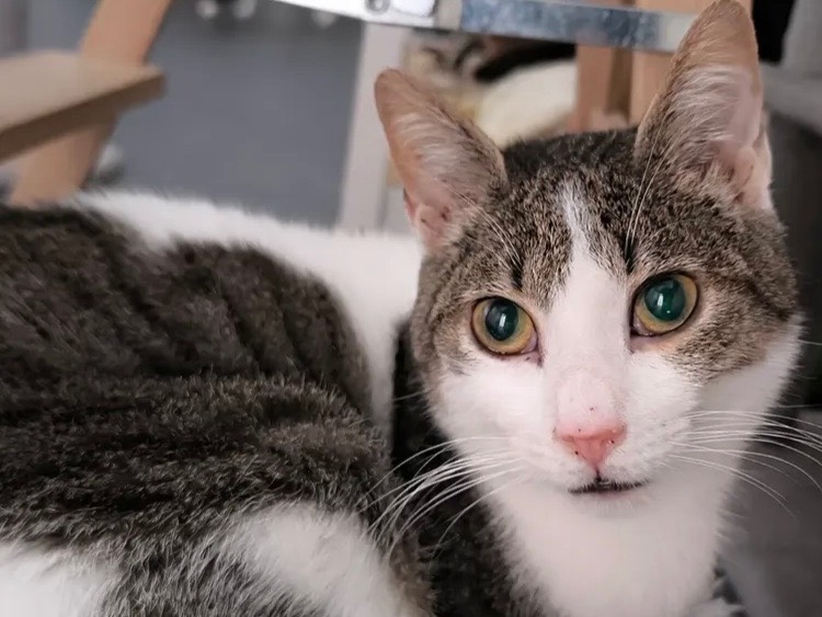 Adozione gatto, maschio, Razza sconosciuta Razza sconosciuta, 1 anno e 1 mese, taglia non valida, Bari