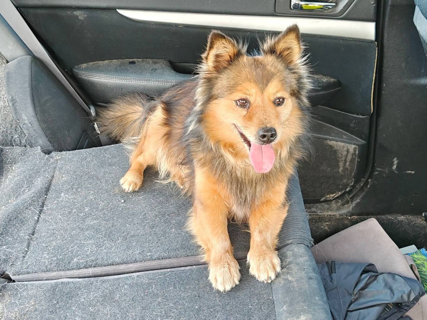 Adozione cane, maschio, Volpino di Pomerania Razza sconosciuta, 1 anno e 11 mesi, taglia piccola, Trapani