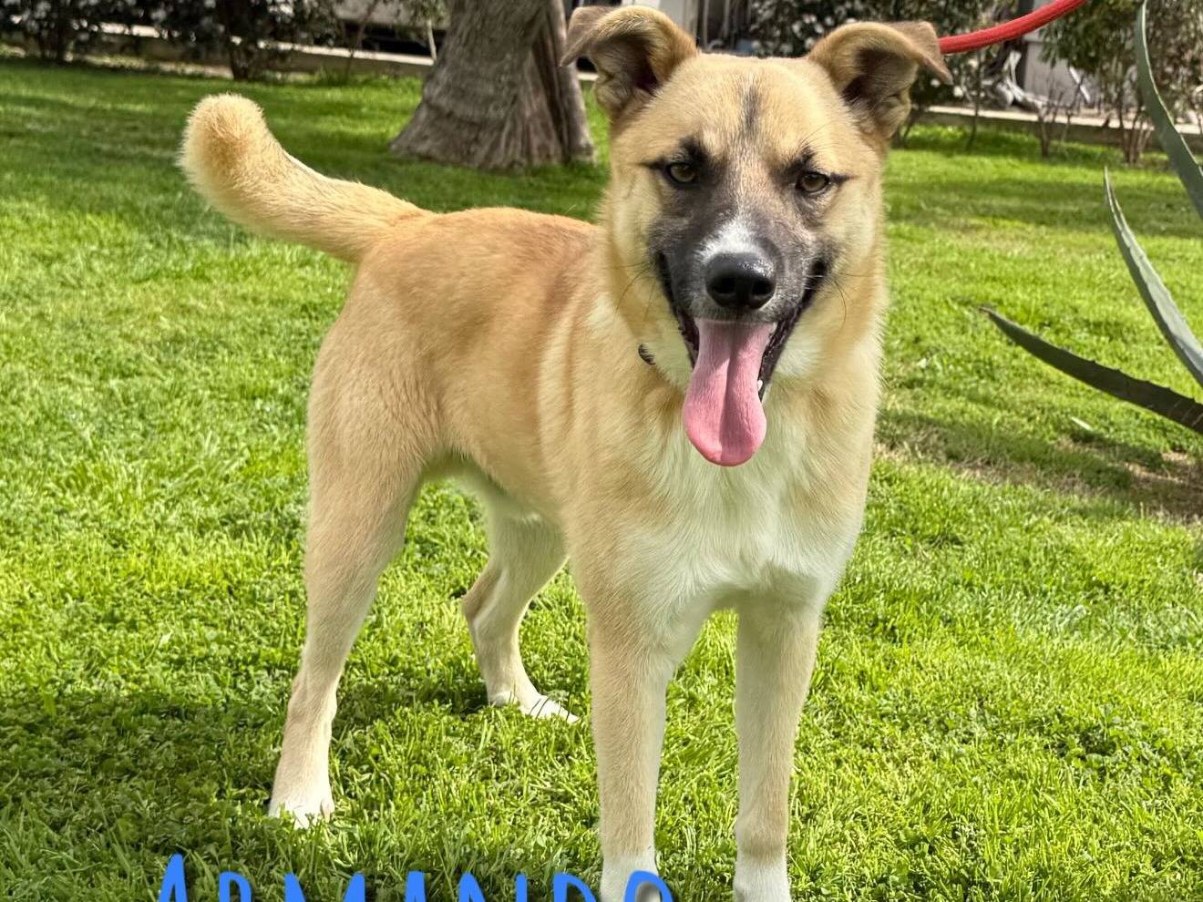 Adozione cane, maschio, Razza sconosciuta Razza sconosciuta, 1 anno, taglia media, Matera