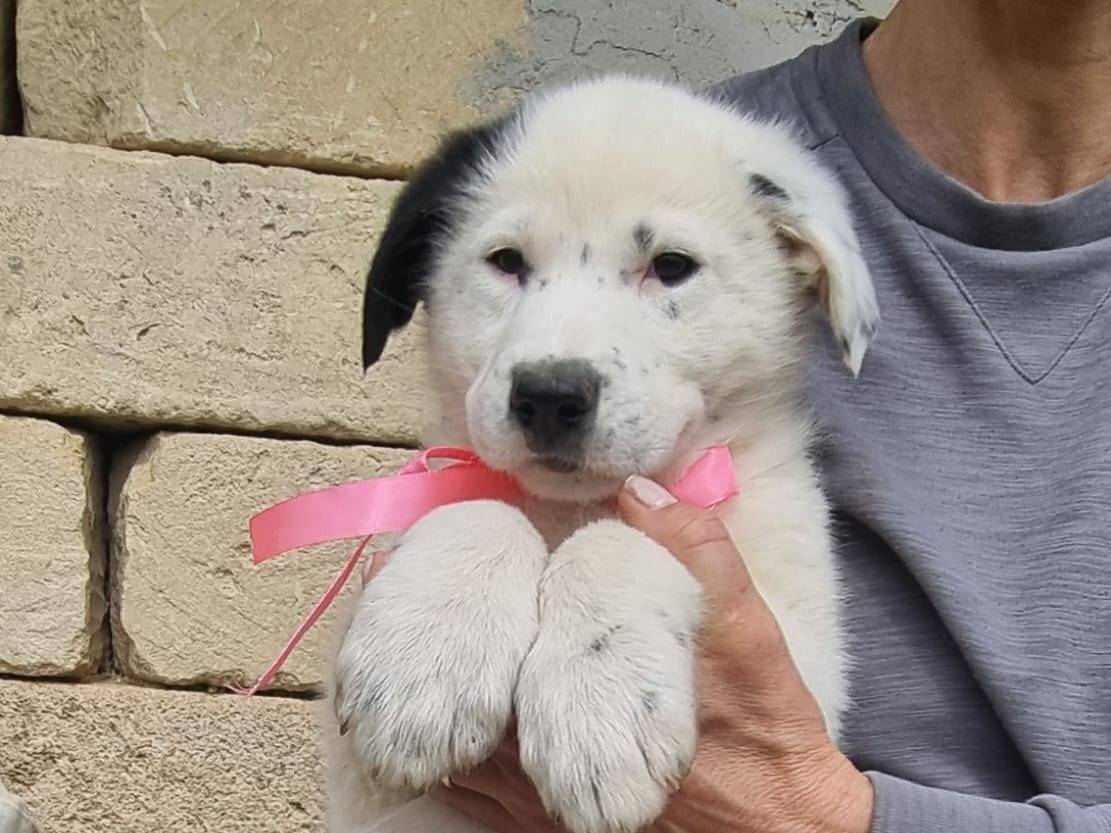 Adozione cane, femmina, Razza sconosciuta Razza sconosciuta, 1 mesi, taglia grande, Taranto