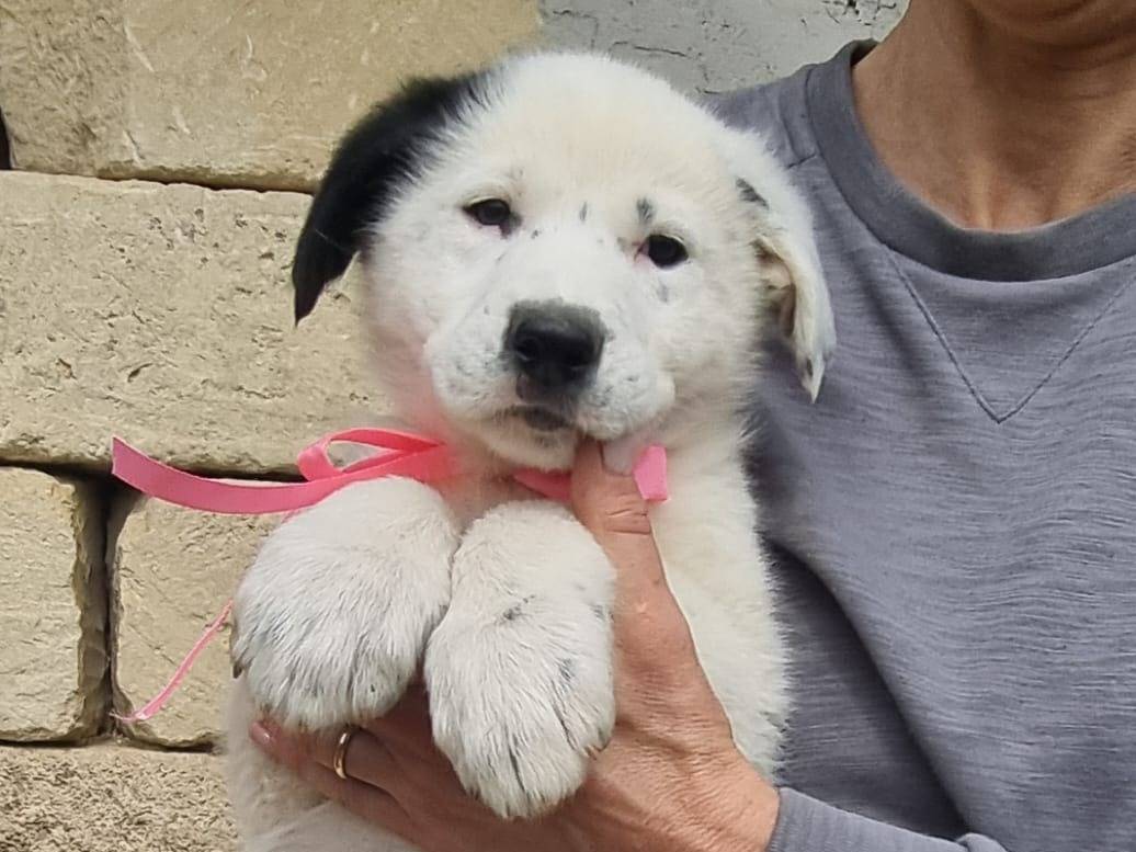 Adotta un cane, femmina, 1 mesi, Taranto